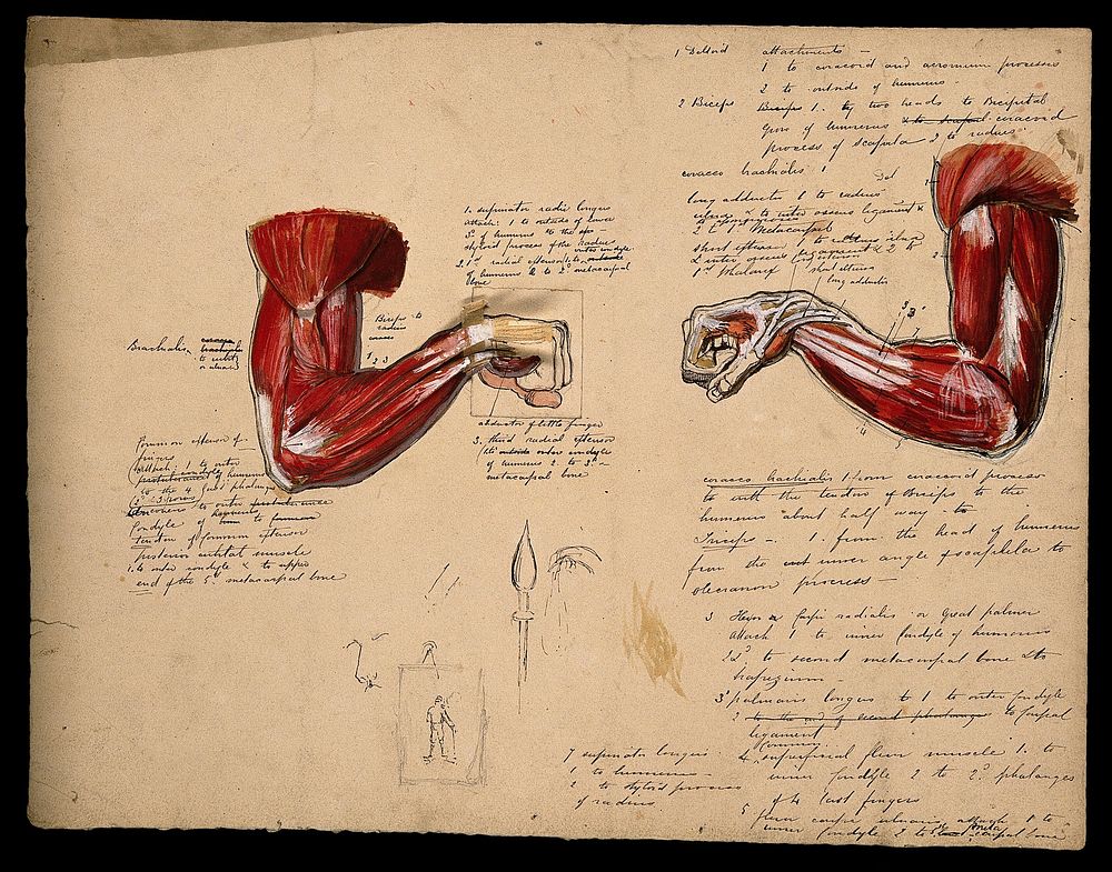 Muscles of the arm and hand: two figures, showing the arm bent at the elbow, with the fist clenched. Ink and watercolour…