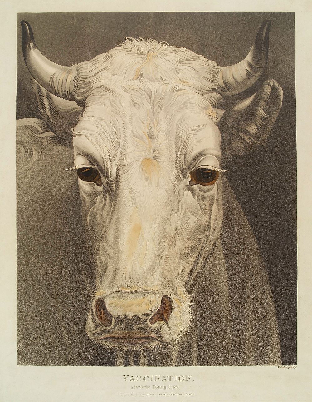 A cow named "Vaccination". Coloured aquatint by M. Dubourg, 1810.