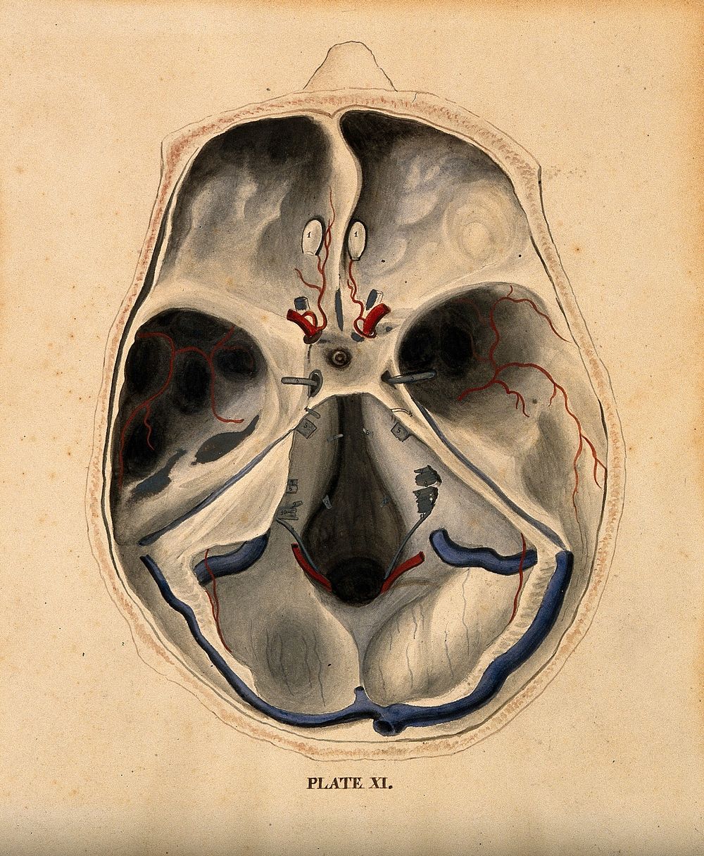 Skull: lateral section, with blood-vessels indicated in red and blue. Watercolour after W.H. Lizars, ca. 1826.