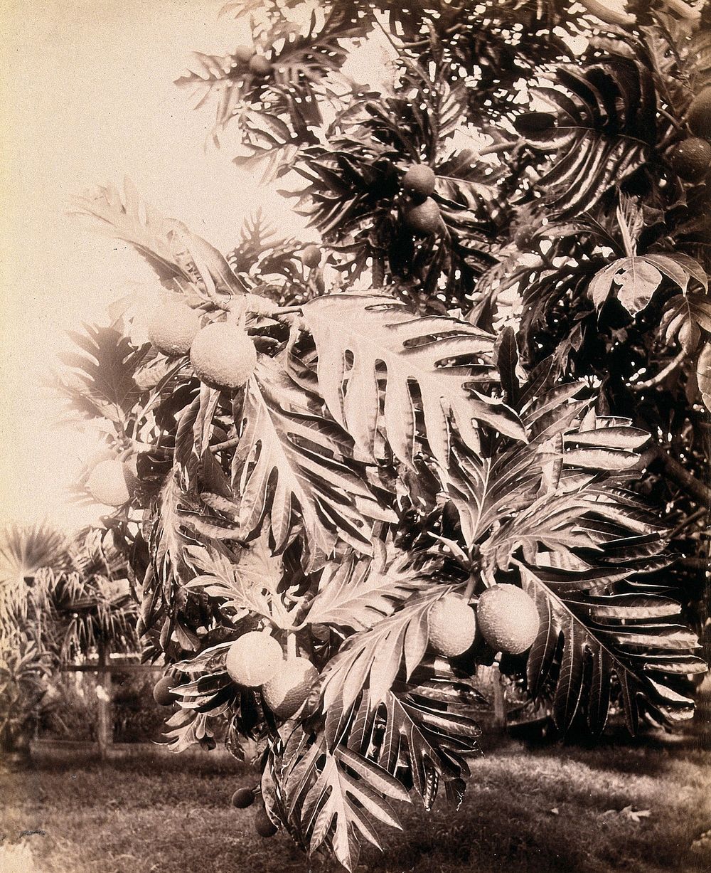 A fruiting breadfruit tree (Artocarpus altilis). Photograph.