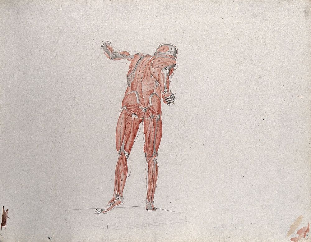 Skeletal and myologic structure of the 'Borghese Gladiator' statue, seen from behind, with a small pencil sketch of a…