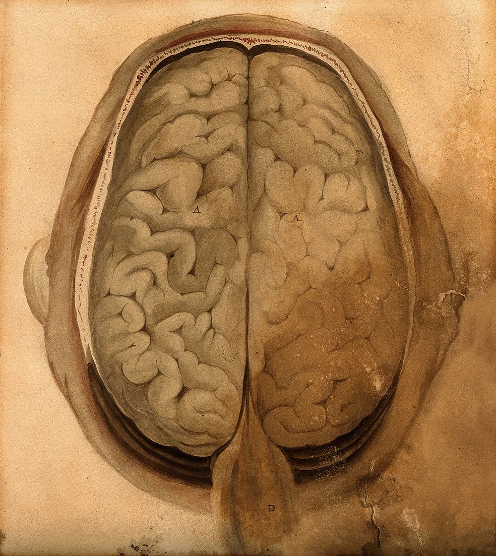 Brain: dissection showing the gyri, seen from above. Watercolour after W.H. Lizars, ca. 1826.