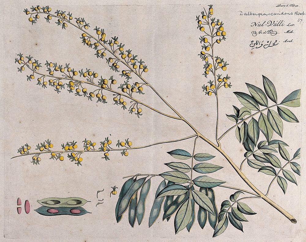 Rosewood tree (a species of Dalbergia): branch with flowers and pods and separate sections of flowers, pod and seeds.…
