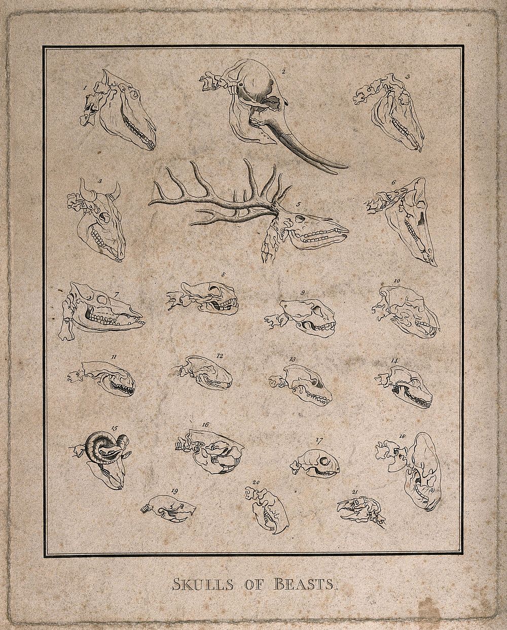 Skulls of various species of animal: 21 figures, including the skulls of a stag, an elephant, a cow, and a horse. Line…