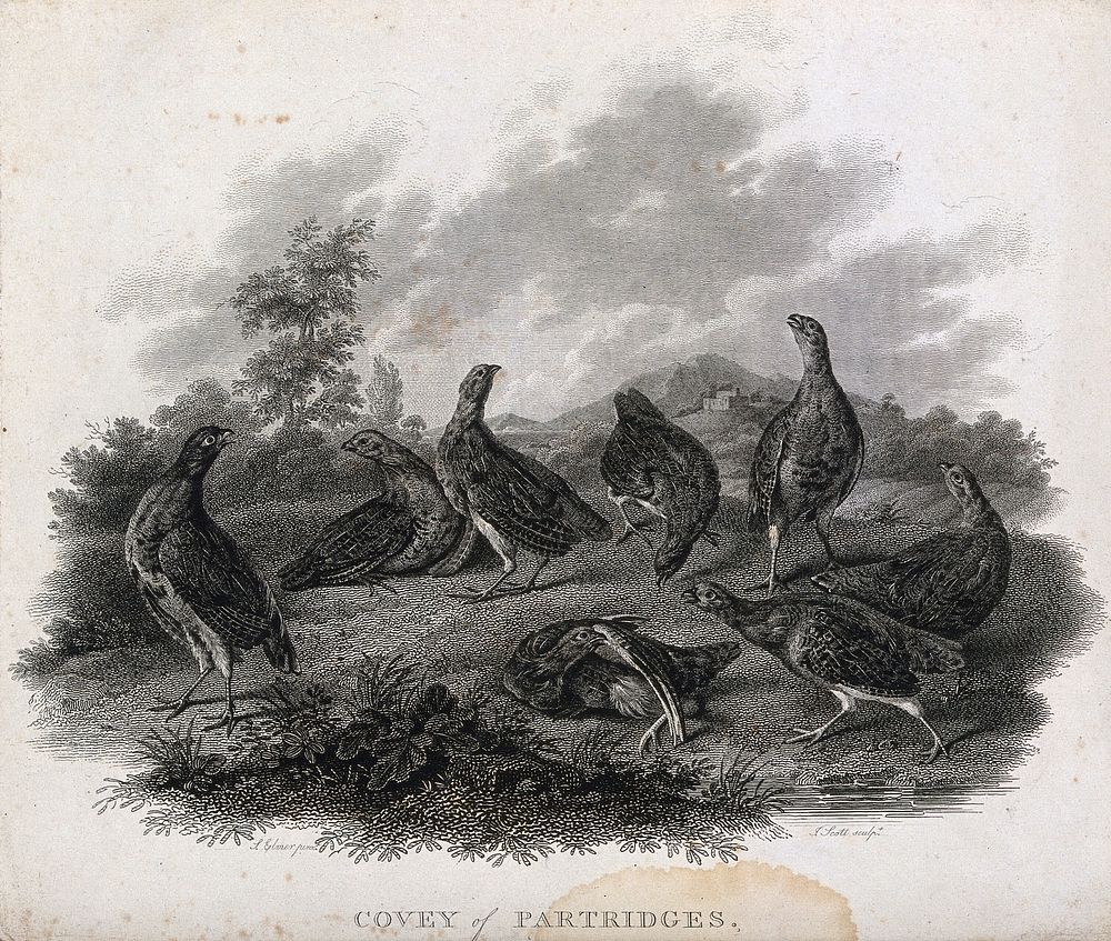A covey of partridges. Etching by J. Scott, ca. 1801, after S. Elmer.