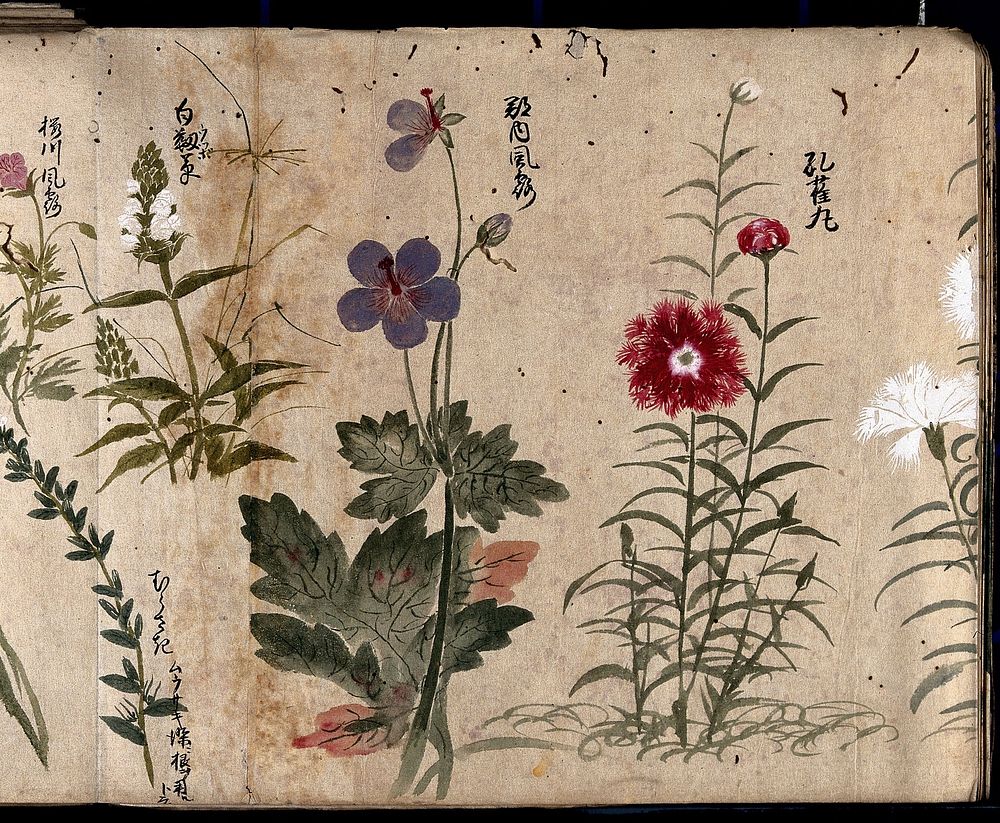 Four flowering plants, one possibly a pink (Dianthus species) and one a Geranium species. Watercolour, c. 1870.
