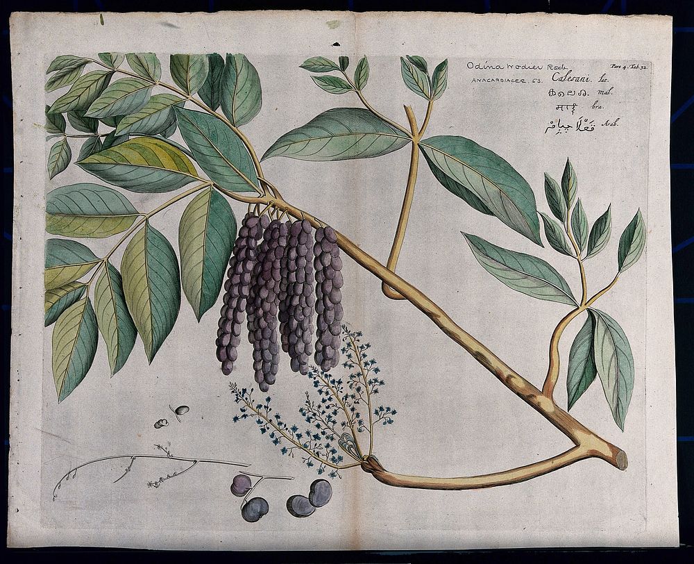 Lannea coromandelica (Houtt.) Merr.: branch with leaves, flowers and fruit and sections of inflorescence, fruit and seed.…