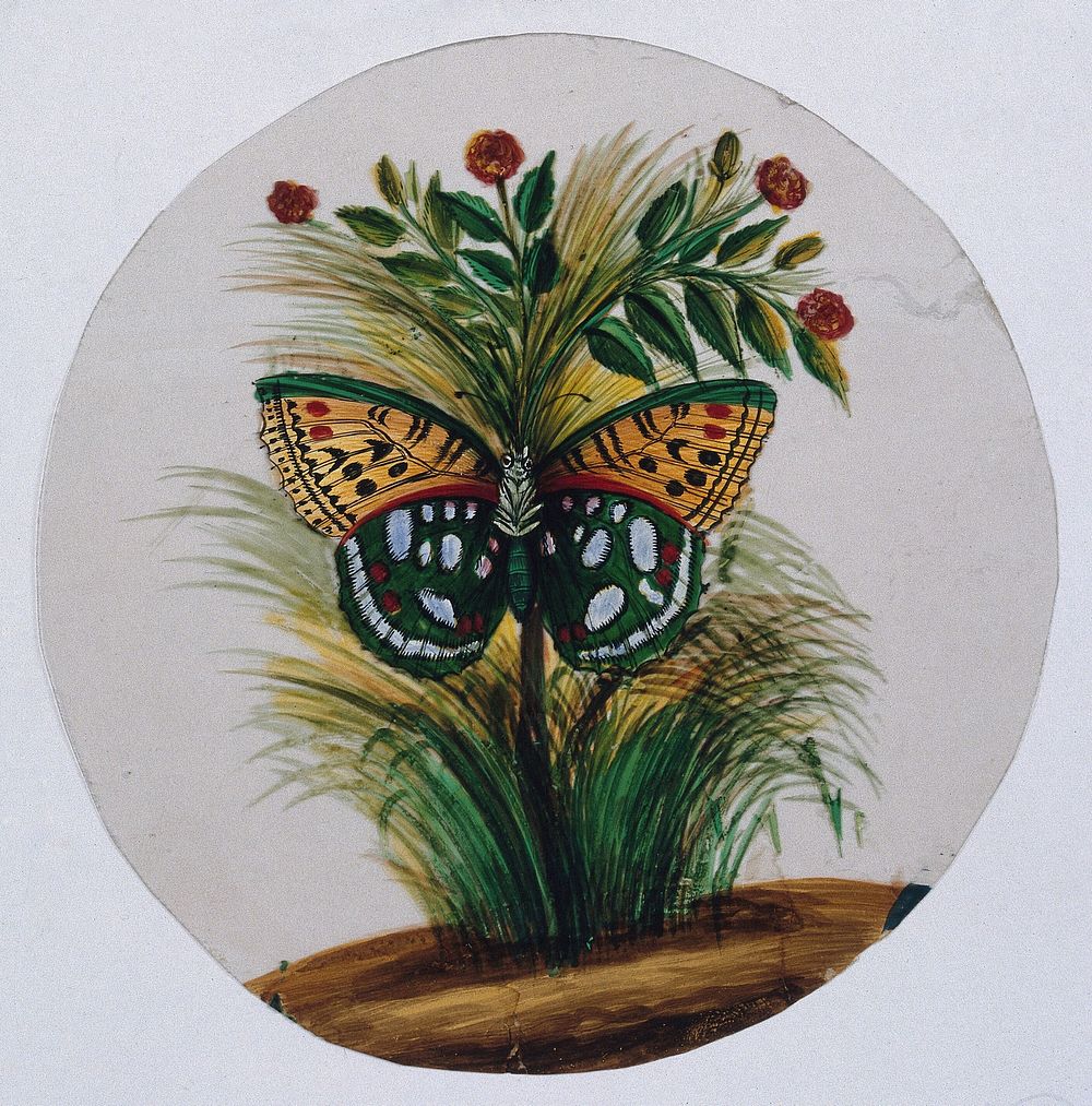 A green and orange spotted butterfly. Gouache painting on mica by an Indian artist.