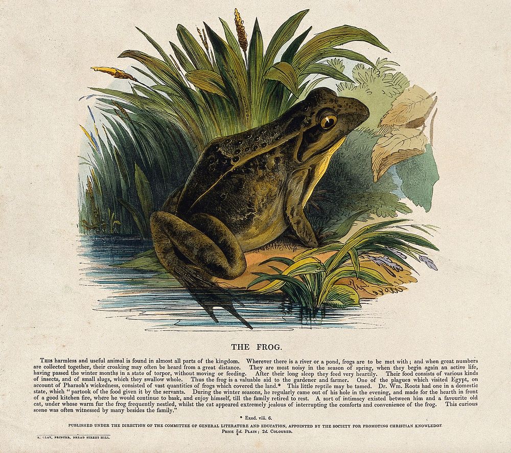 A frog sitting on the shore of a lake. Coloured wood engraving by J. W. Whimper.