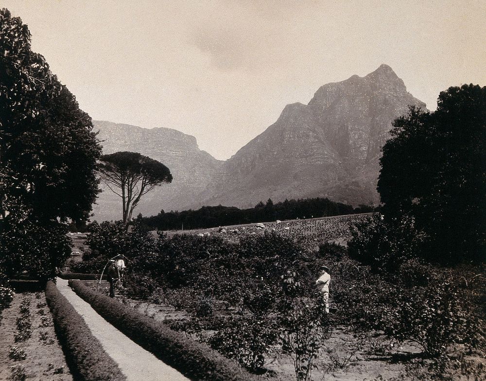 South Africa: Cecil Rhodes's garden near Devil's Peak in Johannesburg. 1896.