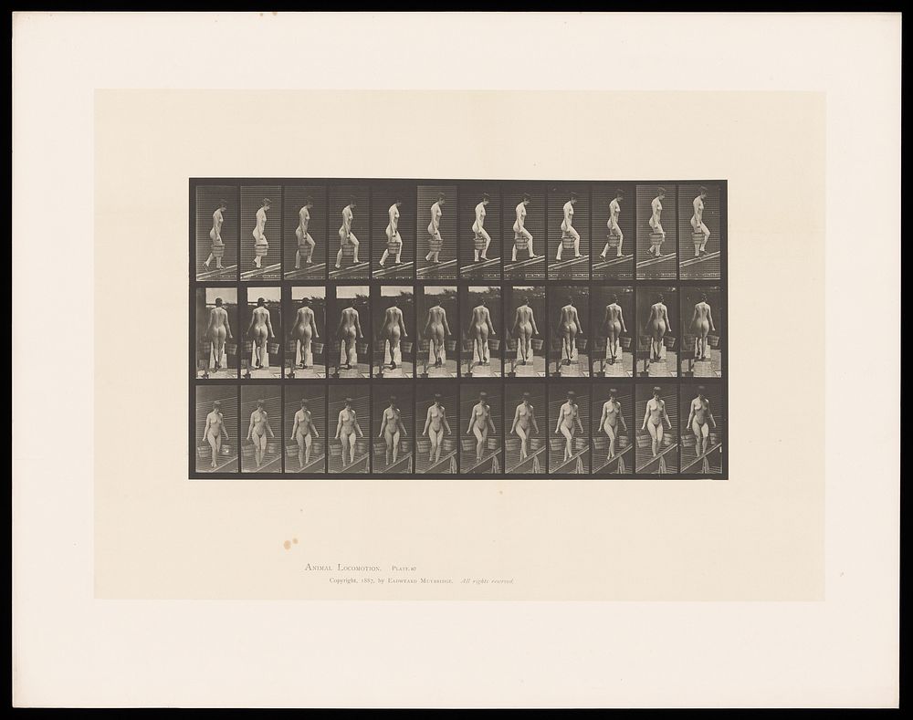 A naked woman walking up a slope with a bucket in each hand, wearing shoes. Collotype after Eadweard Muybridge, 1887.