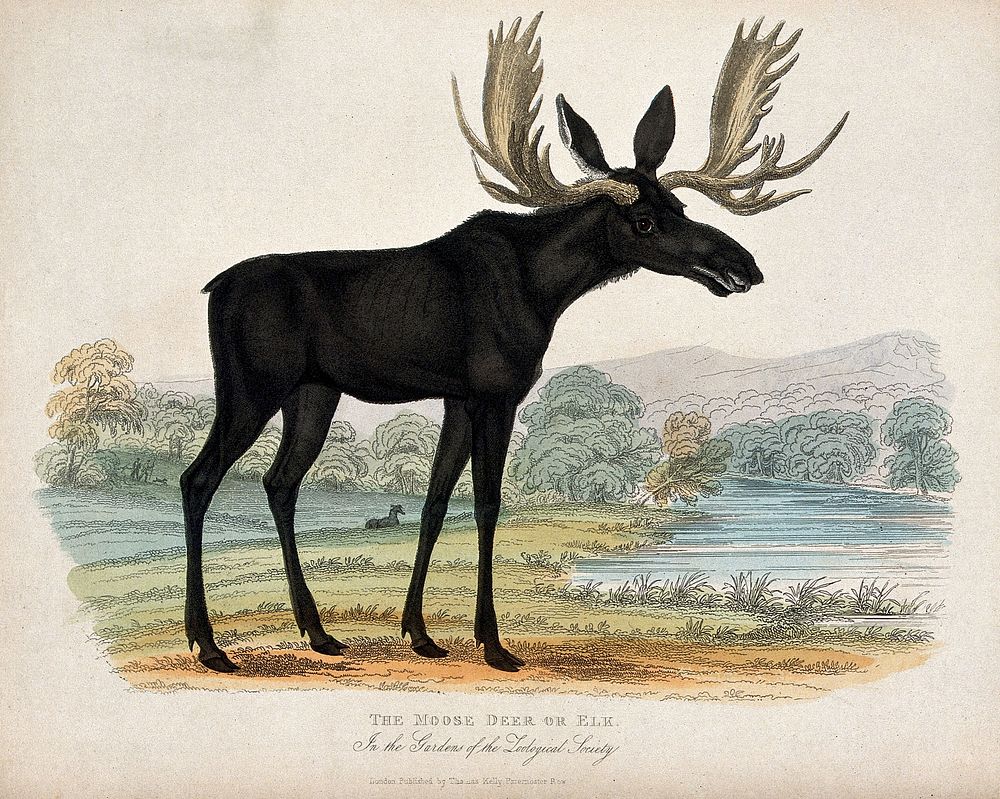 Zoological Society of London: a moose deer or elk. Coloured etching.