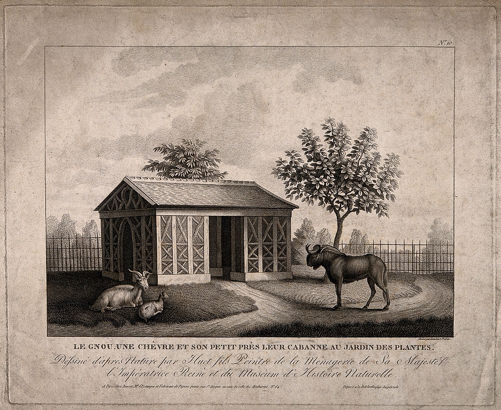 A gnu and two goats in the Jardin des Plantes, Paris. Lithograph by the brothers Lambert after Huet fils.