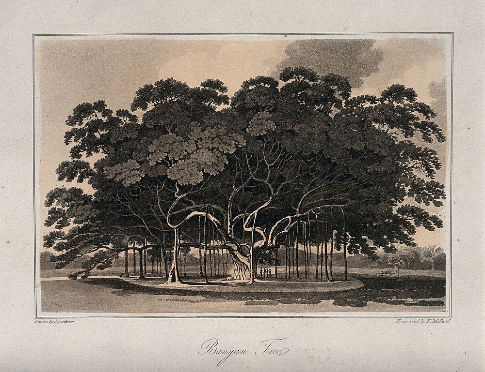 Banyan tree (Ficus benghalensis) with many spreading aerial roots. Aquatint by T. Medland, c. 1807, after J. Cordiner.