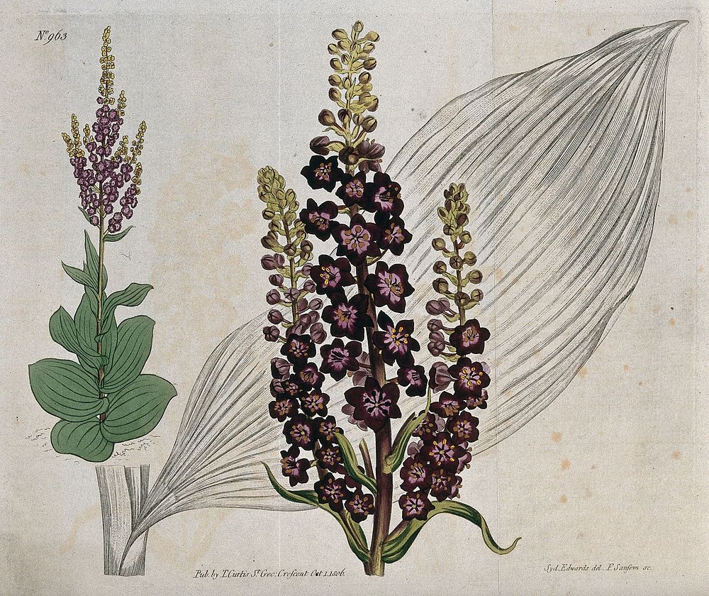 A plant (Veratrum nigrum): flowering stems and leaf. Coloured engraving by F. Sansom, c. 1806, after S. Edwards.
