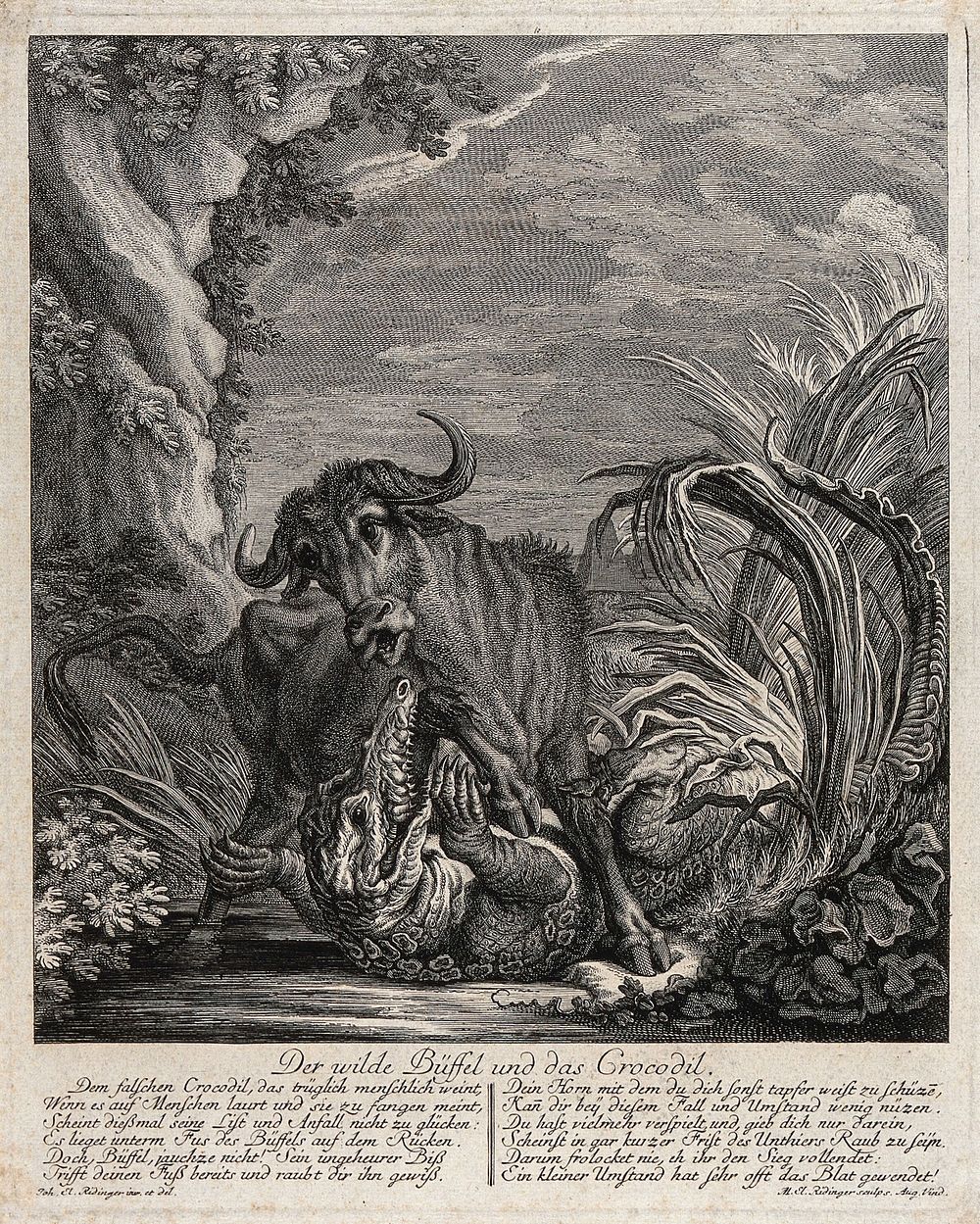 A crocodile fighting with a buffalo in shallow water. Etching by M.E. Ridinger after J.E. Ridinger.