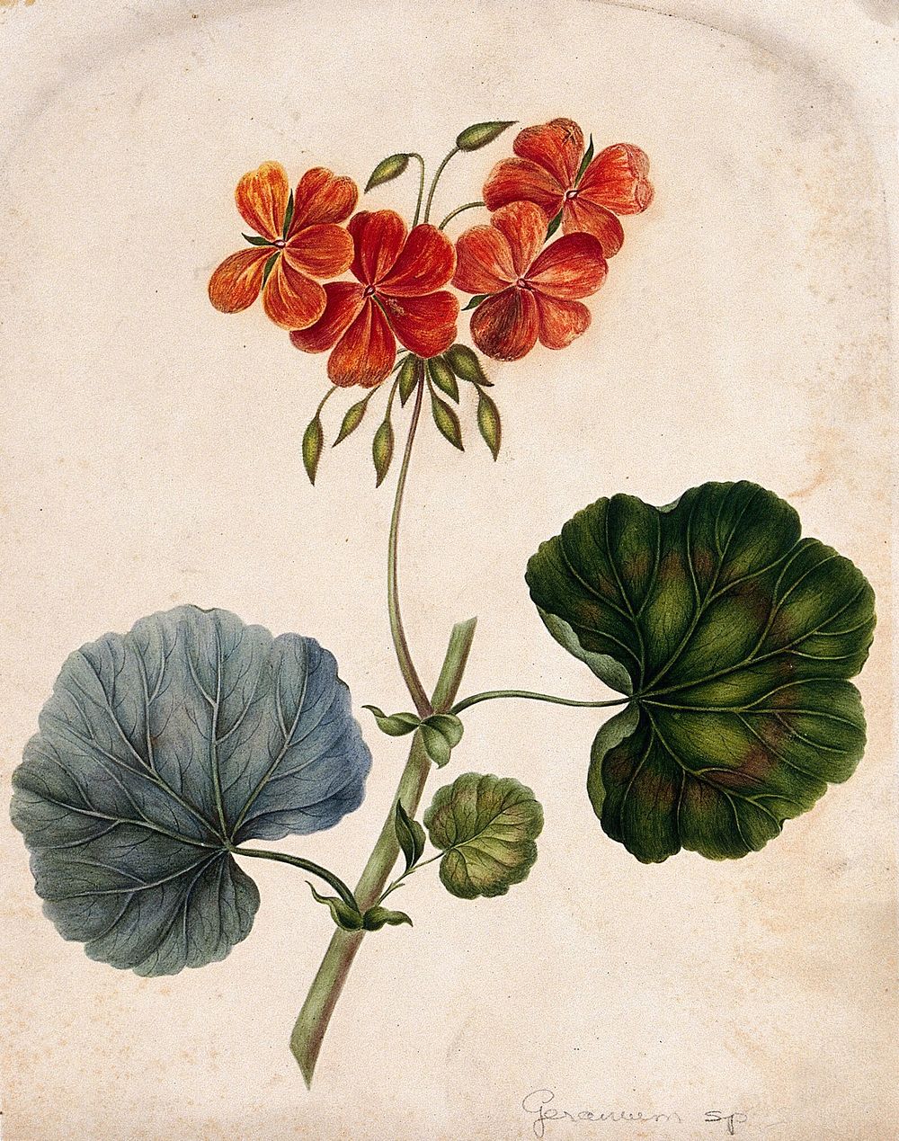 An ornamental geranium (Geranium species): flowering stem. Watercolour.