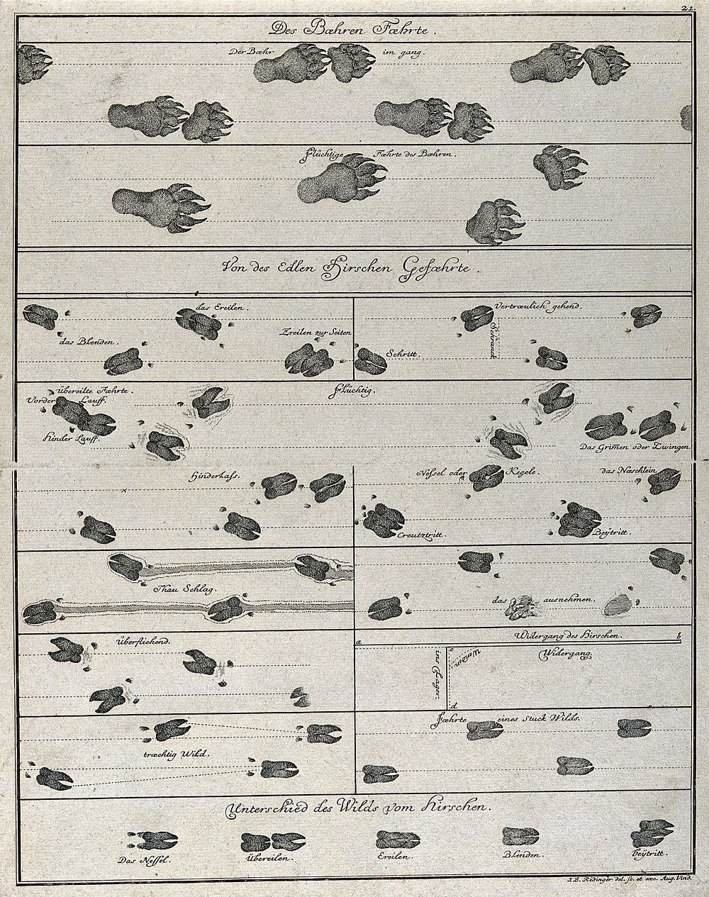 Different tracks of animals, including deer and bears, arranged in one table. Etching by J. E. Ridinger.