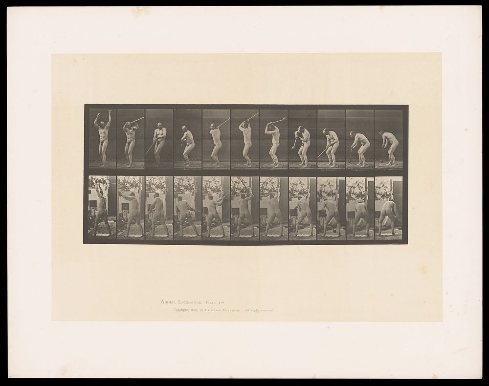 A naked man lifts a hammer, swings it round his body and throws it away to his left. Collotype after Eadweard Muybridge…