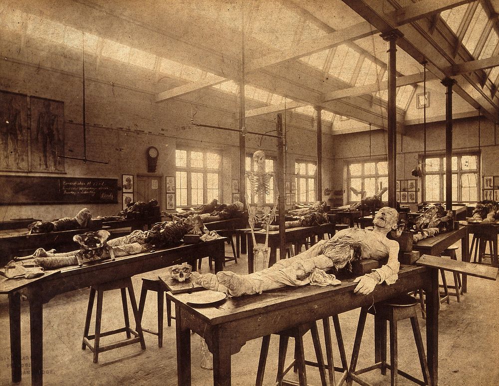 The interior of the Department of Anatomy at Cambridge University. Photograph by Stearn Photos, 1888/1893.