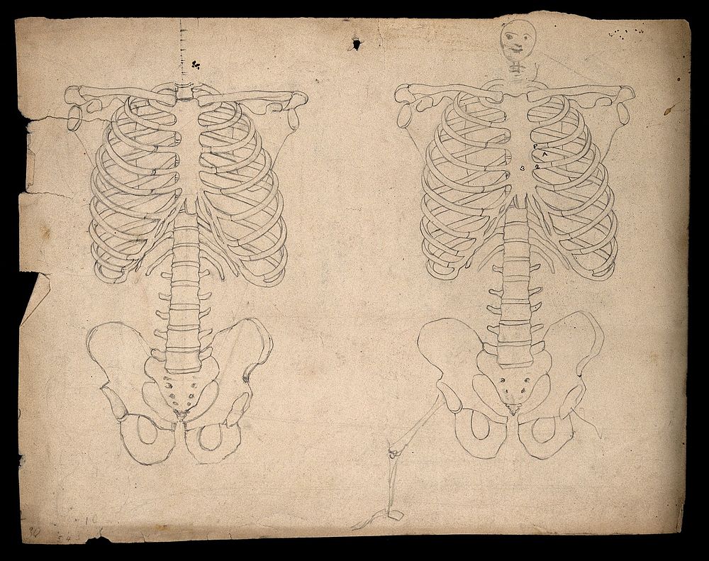 Bones of the torso: two figures showing the shoulders, ribcage, spine and pelvis, with a cartoon-style face. Pencil drawing…