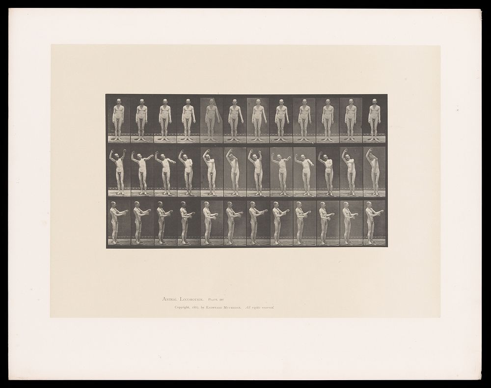 A naked man stands still, then waves his arms around. Collotype after Eadweard Muybridge, 1887.