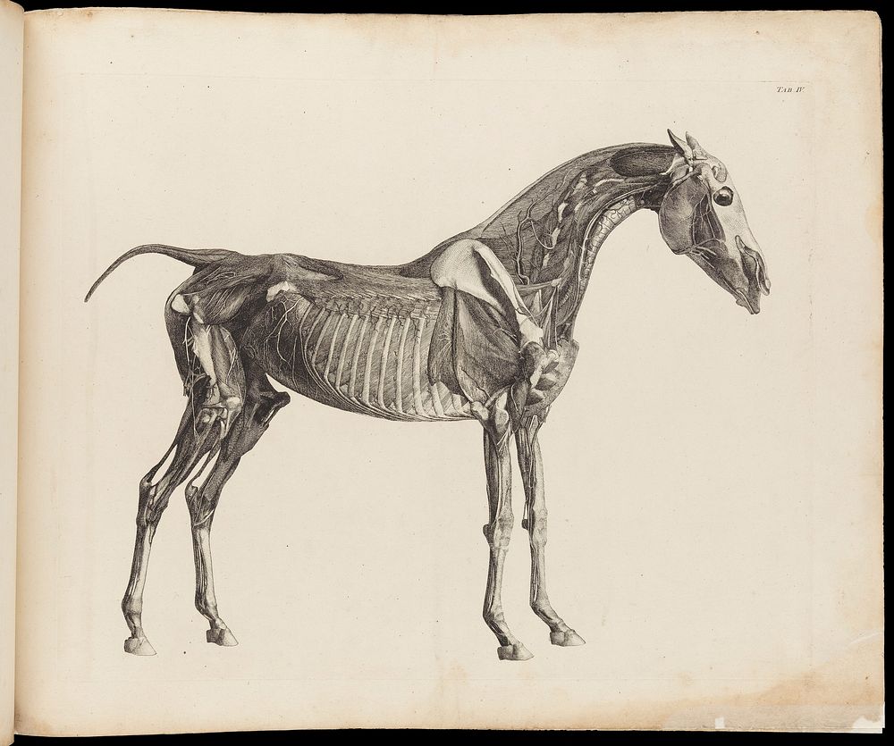 Muscles, bones and blood-vessels of a horse: an écorché figure, side view. Engraving with etching by G. Stubbs, 1766.