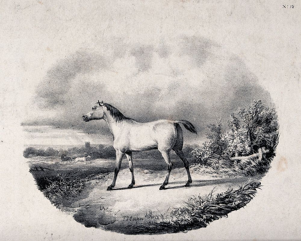 A horse standing on a meadow overlooking a field with more horses below. Lithograph after T. S. Cooper.