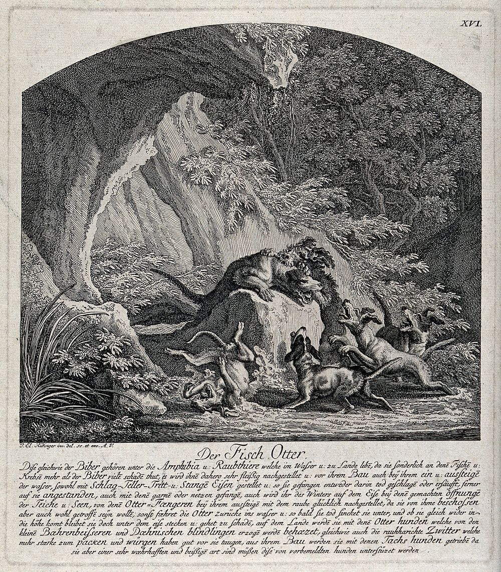 An otter, tracked down by dogs in a forest ravine, is held down by one dog about to bite it in the throat. Etching by J.E.…