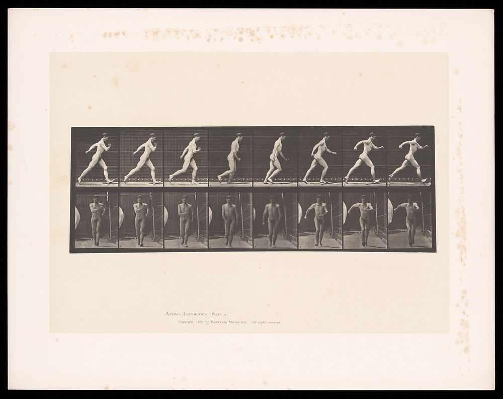 A naked man speed-walking. Collotype after Eadweard Muybridge, 1887.