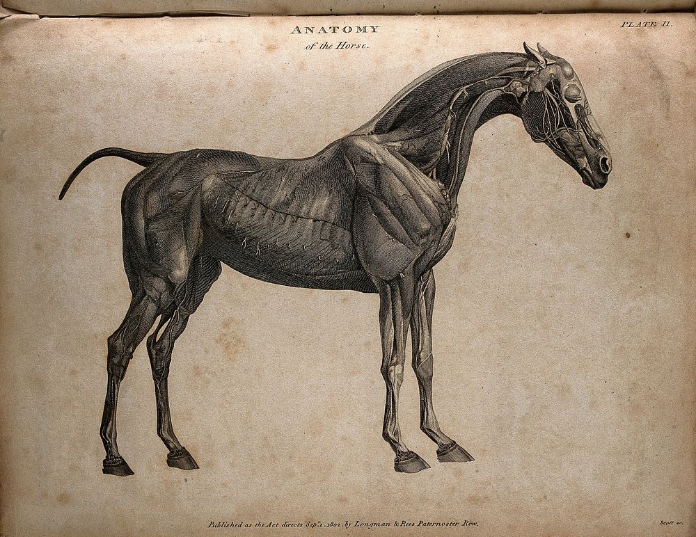 Écorché horse, side view. Engraving by T. Milton, 1802, after G. Stubbs.