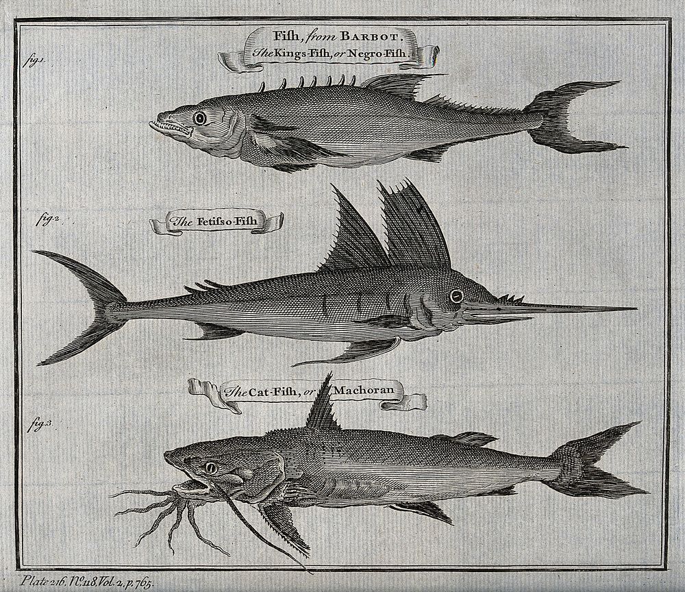 A variety of fish, including the cat-fish. Etching.