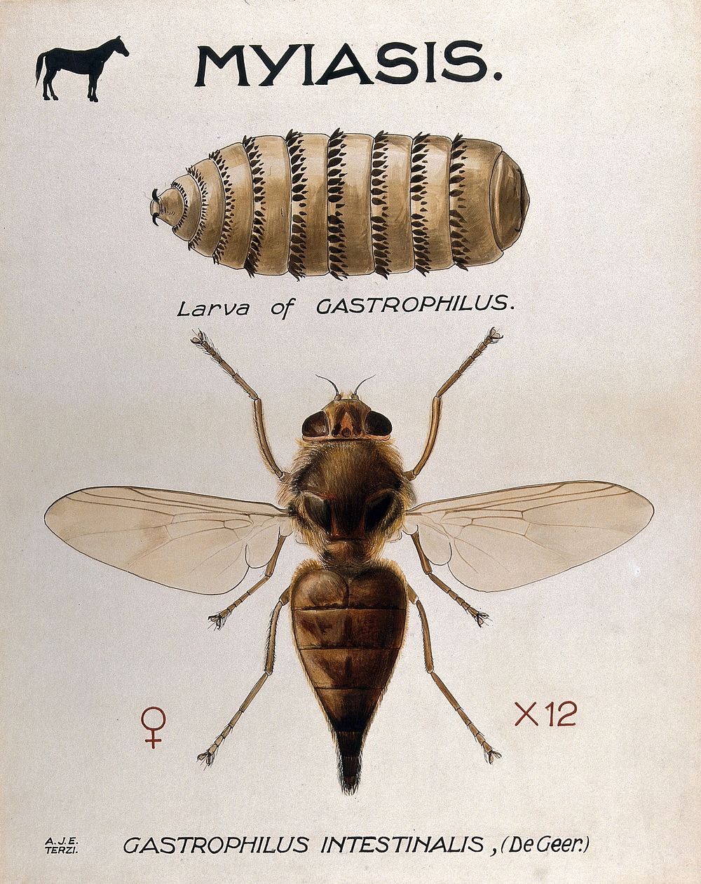The larva and fly of a horse botfly (Gastrophilus intestinalis). Coloured drawing by A.J.E. Terzi.