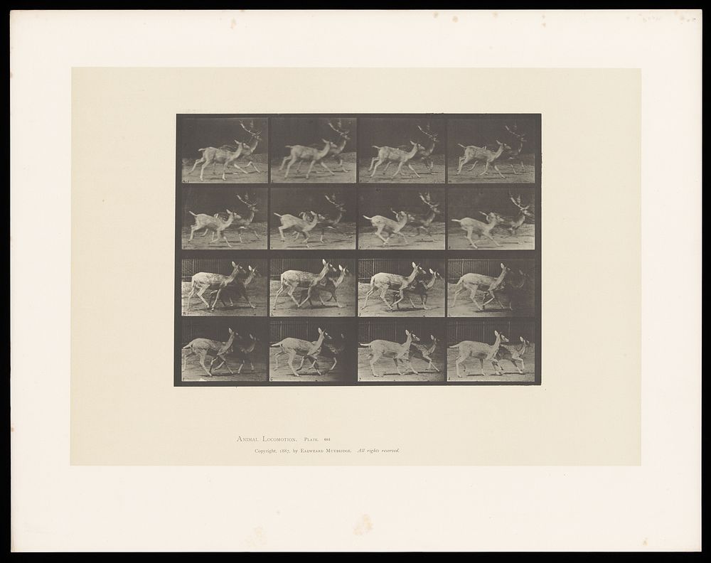 Two fallow deer running. Collotype after Eadweard Muybridge, 1887.