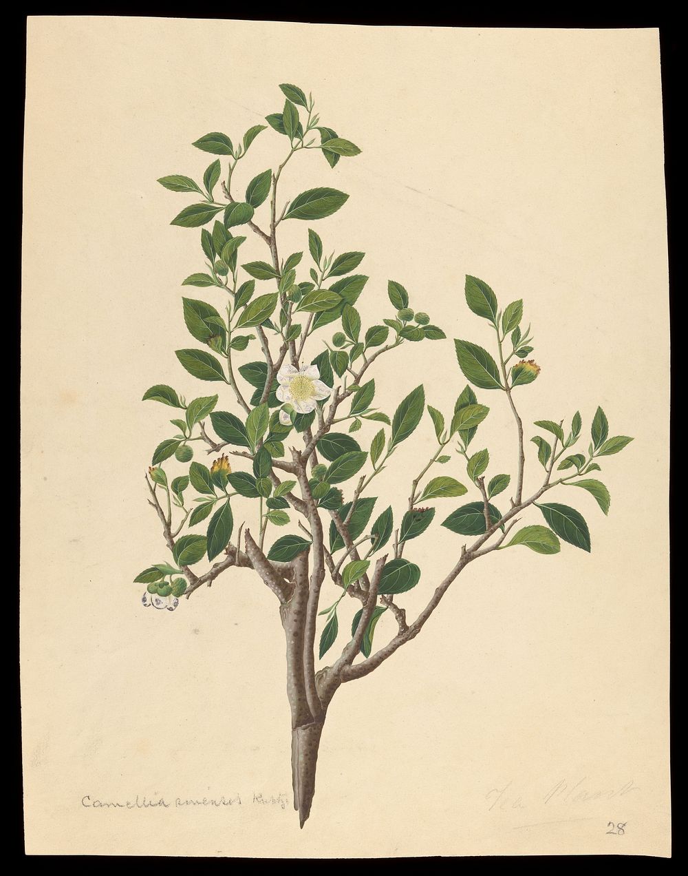 Tea plant (Camellia sinensis): flowering stem with sectioned leaf and many floral segments. Coloured engraving by J. Miller…