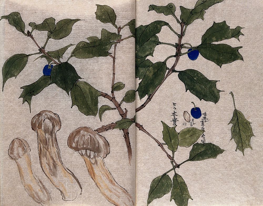 A branch of holly (Ilex species) with blue berries and three ito mushrooms (Armillaria matsutake). Watercolour.