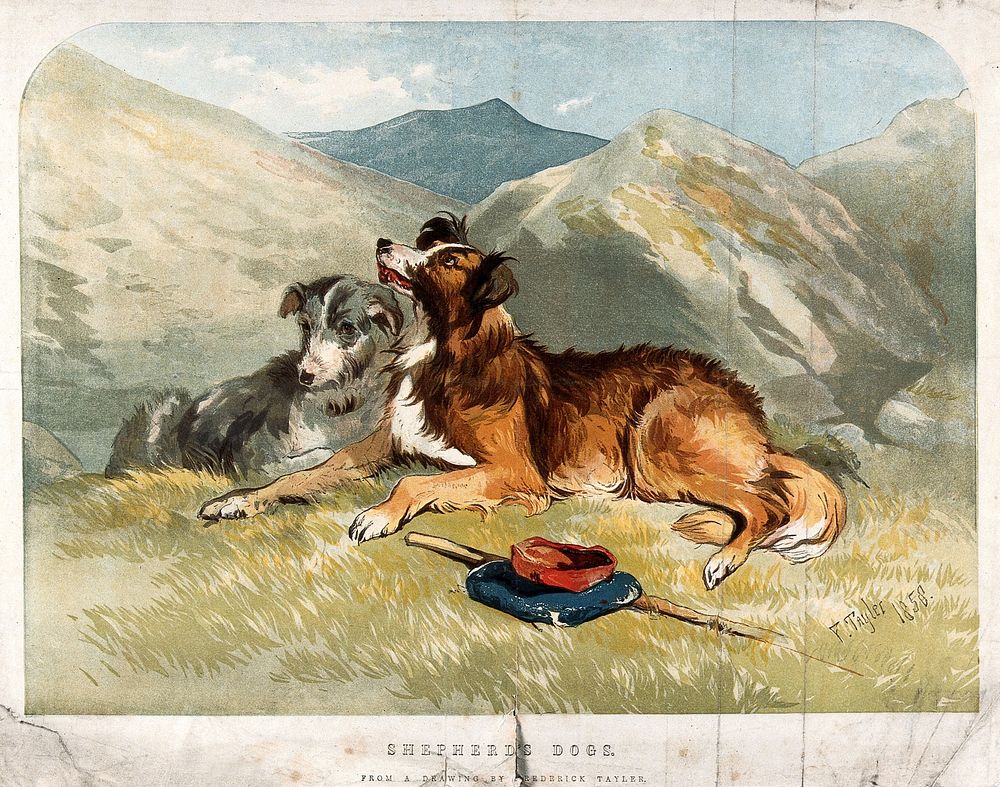 Two sheepdogs resting in the mountains next to a bag and a walking stick. Colour line block after a drawing by F. Tayler.