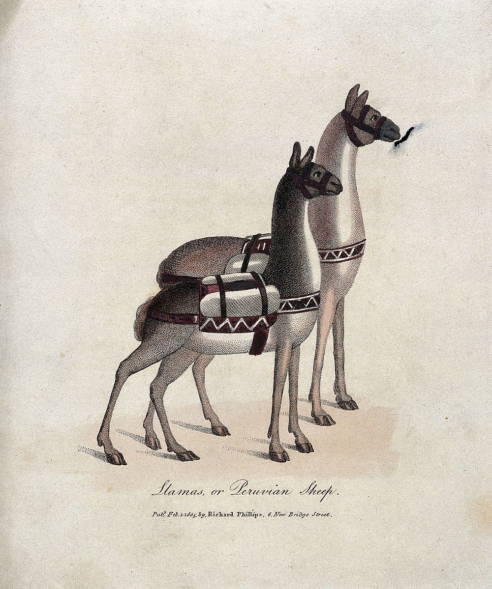 Two harnessed llamas. Coloured stipple print, ca 1805.