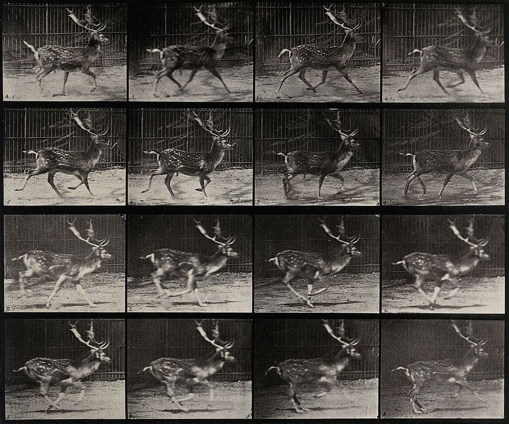 A deer buck running. Collotype after Eadweard Muybridge, 1887.