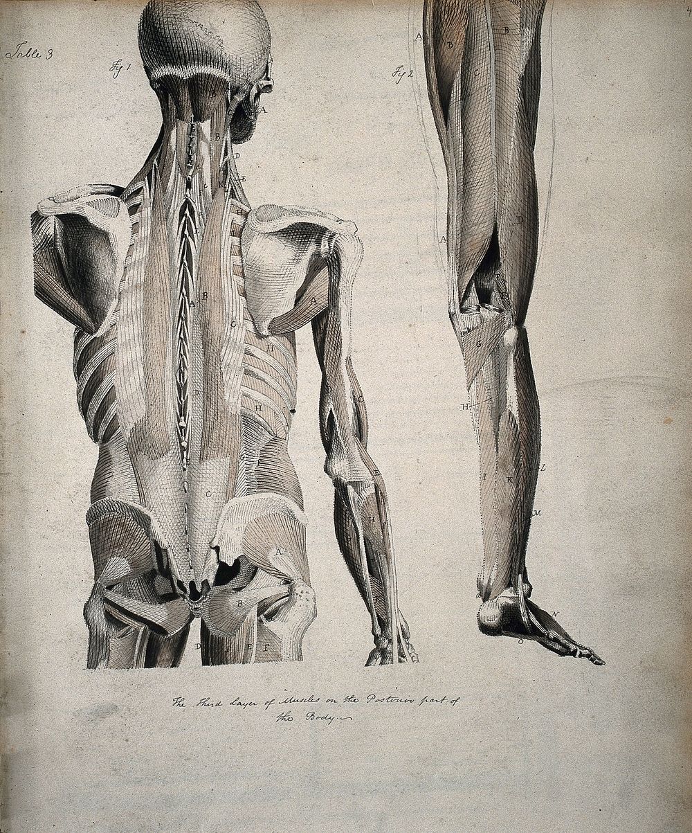 Left, muscles of the head and trunk (back view); right, muscles of the thigh and leg (back view). Coloured drawing, 18--.