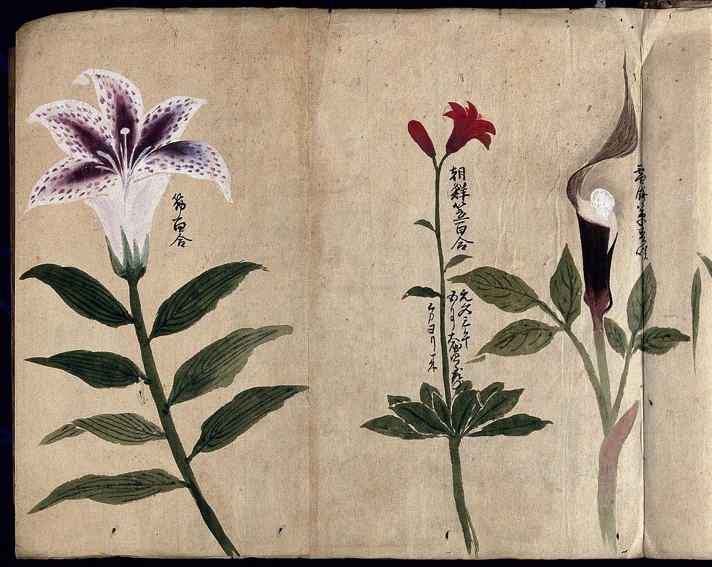 Three flowering plants, possibly including a lily and a species of Dracunculus. Watercolour, c. 1870.