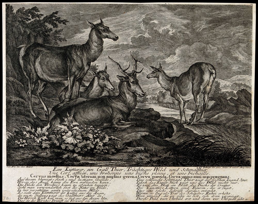 A group of deer is resting on a rock overlooking a lake. Etching by J.E. Ridinger.