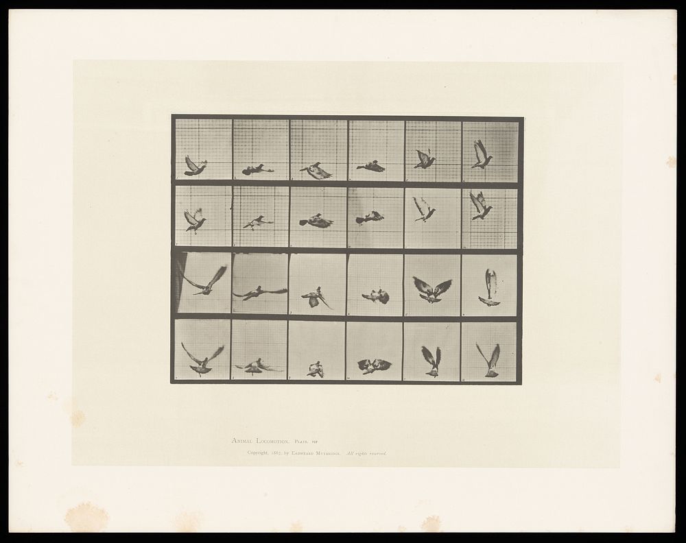 A pigeon flying. Collotype after Eadweard Muybridge, 1887.