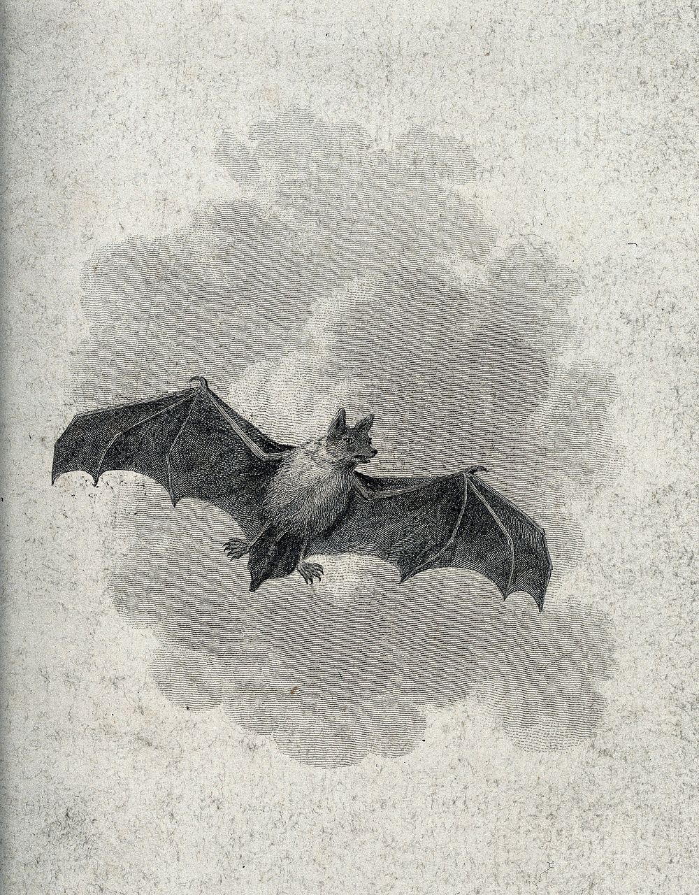 A flying short eared bat. Etching.