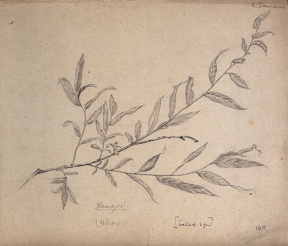 A willow (Salix species): branch with leaves. Pencil drawing by S. Kawano.