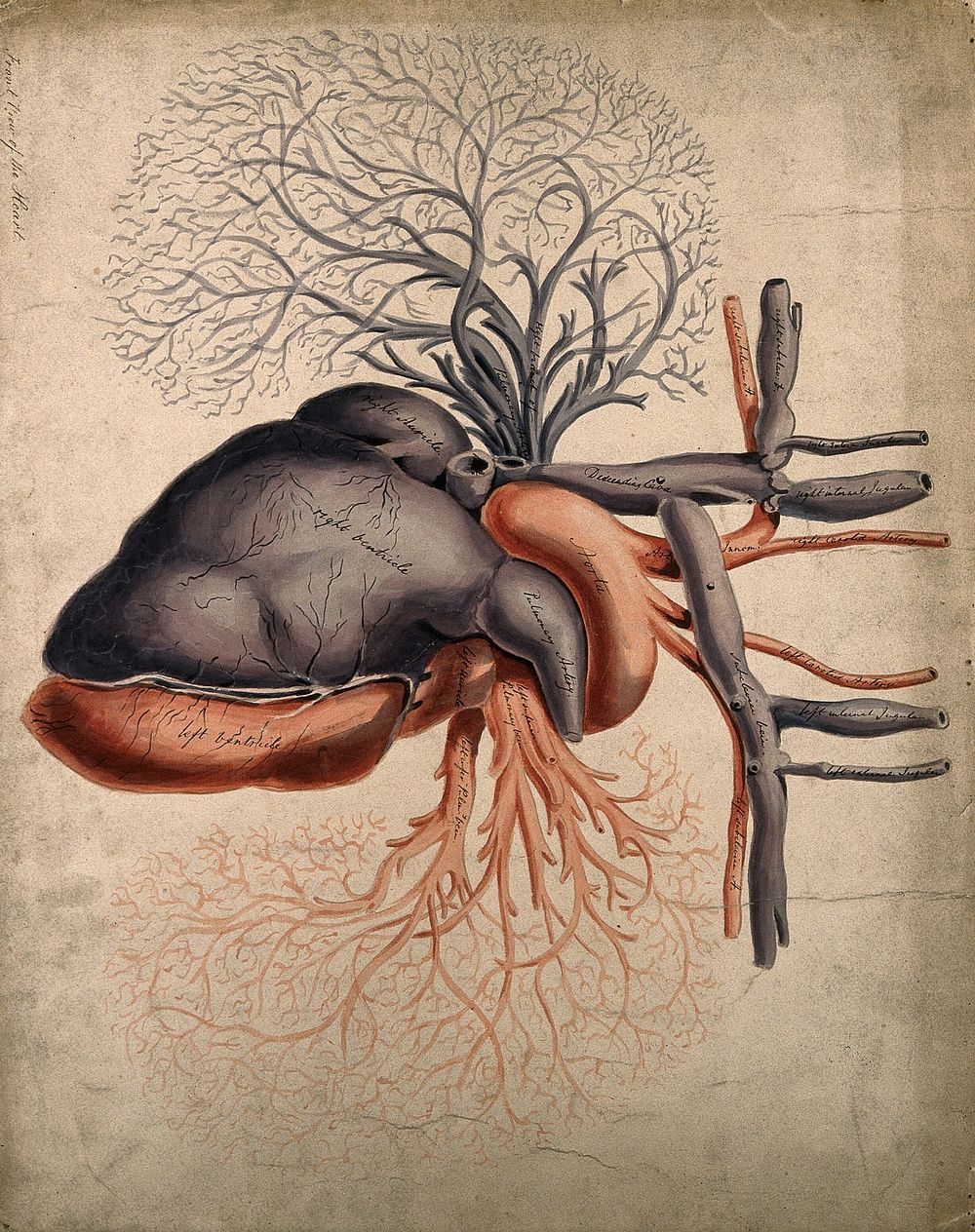 Front view of the heart, with arteries and blood-vessels attached. Watercolour, 18-- .