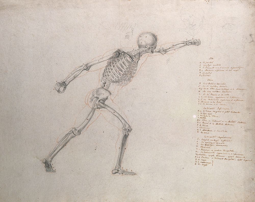 Skeletal structure of the 'Borghese Gladiator' statue. Pencil and chalk drawing by J.C. Zeller after J.G. Salvage, ca. 1833.