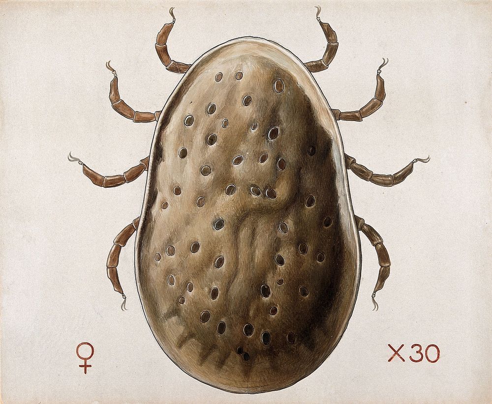 A tick (Argas miniatus). Coloured drawing by A.J.E. Terzi.
