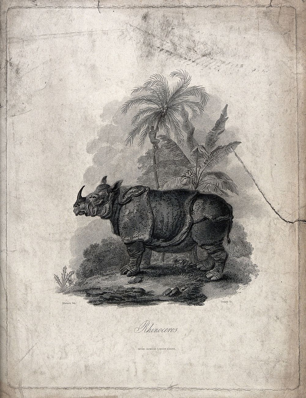 A rhinoceros standing before palmtrees and a banana plant. Line engraving by J. Tookey after J. C. Ibbetson.