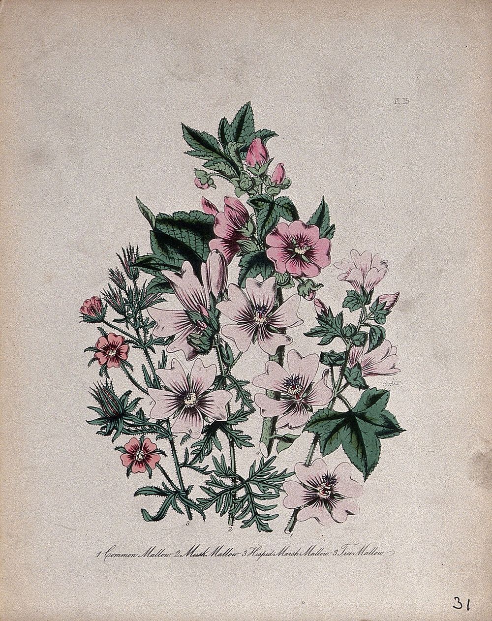 Four British wild flowers, all types of mallow (Malva, Lavatera and Althaea species). Coloured lithograph, c. 1846, after H.…